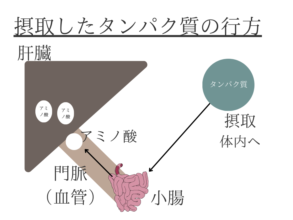 タンパク質は肝臓へ運ばれる