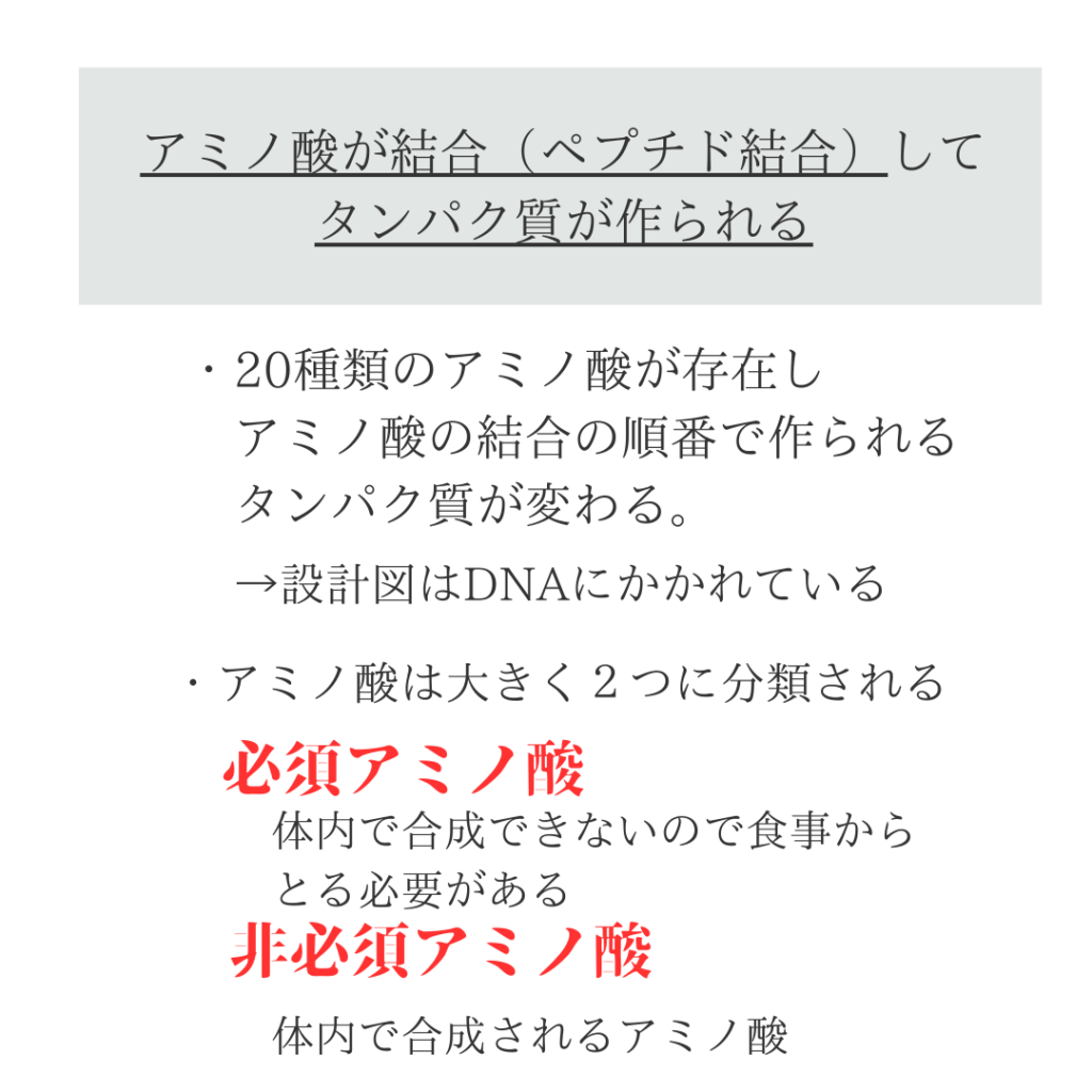 アミノ酸のペプチド結合