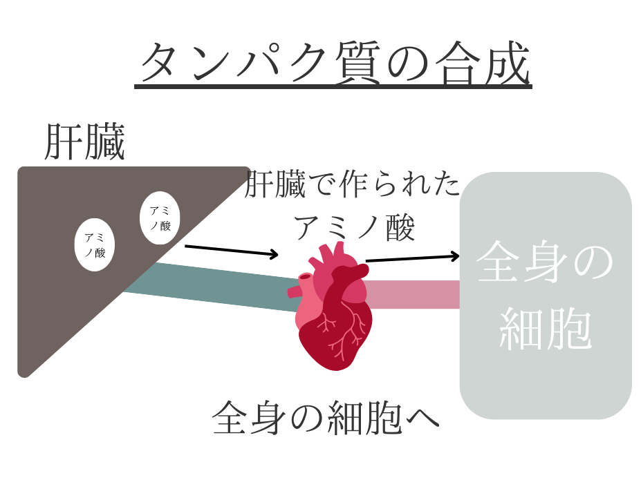 タンパク質は肝臓から全身へ