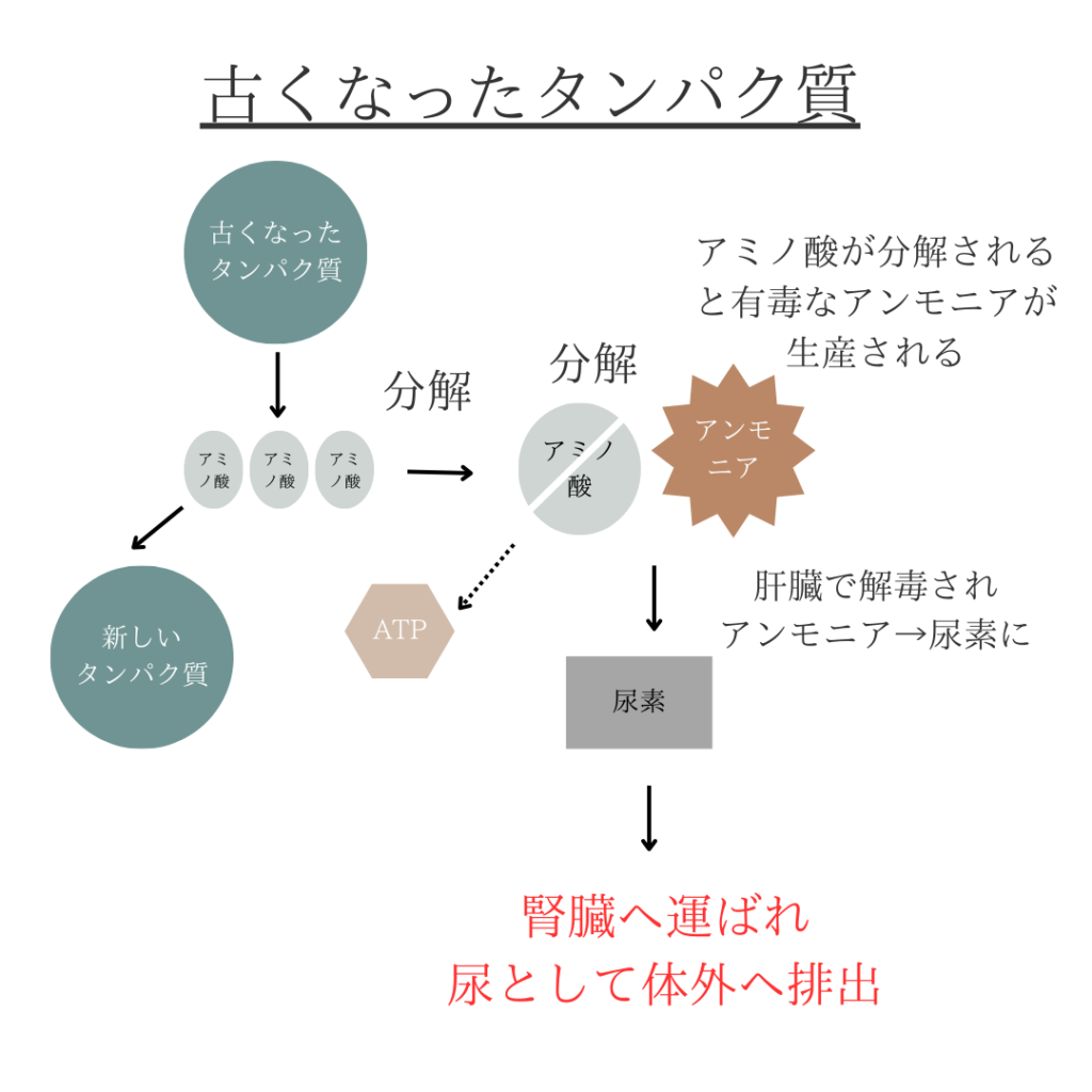 古くなったタンパク質は分解され尿で排出される