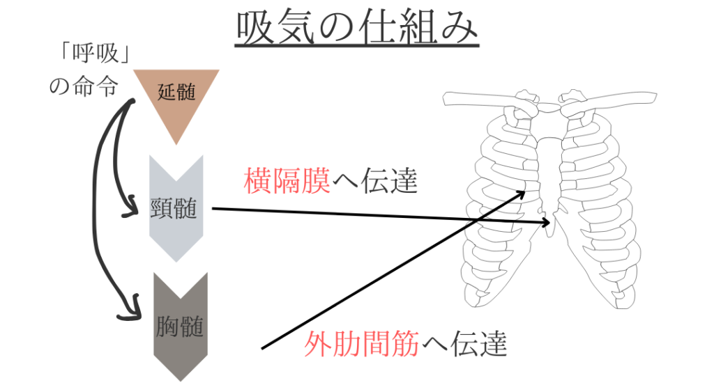 呼吸の命令は頚髄から横隔膜へ胸髄から外肋間筋へ