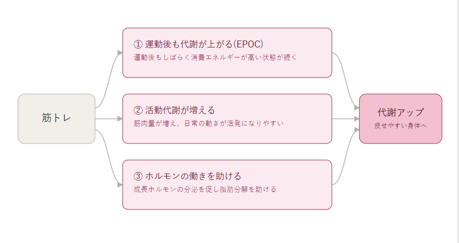 筋トレが代謝に与える影響