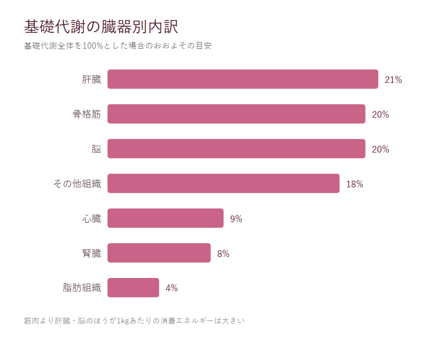 基礎代謝の臓器別内訳